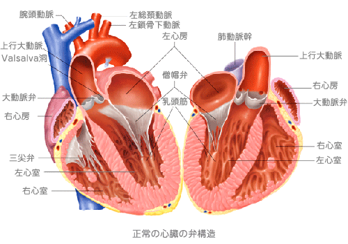 心臓の弁構造図解